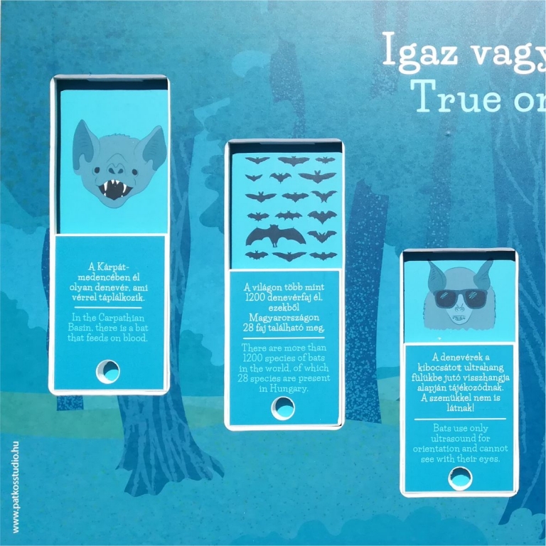 True or fals about the bats - Vero o falso sulle pipistrelle - 1