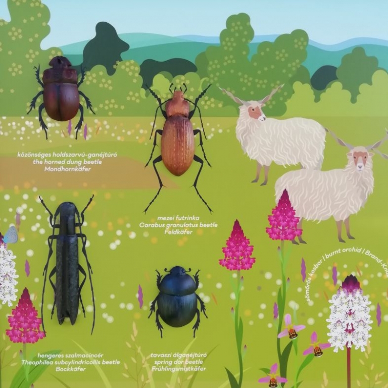 3D rovarok tanösvény táblán