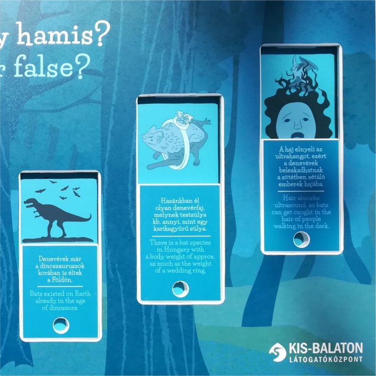 True or fals about the bats - Vero o falso sulle pipistrelle - 2