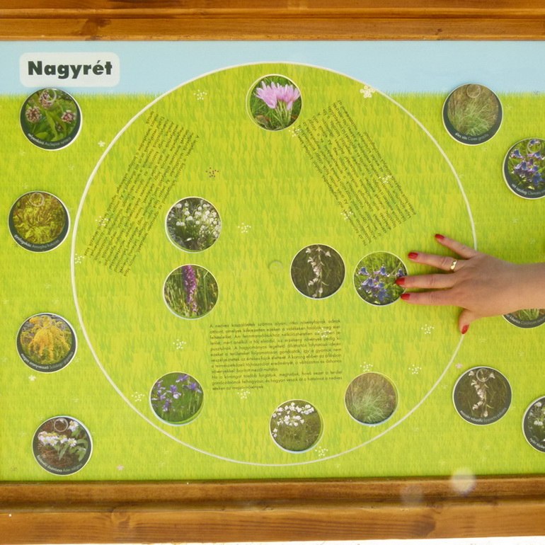 Piante invasive e native su un pannello interattivo - ruota il cerchio e scopri le pianti!