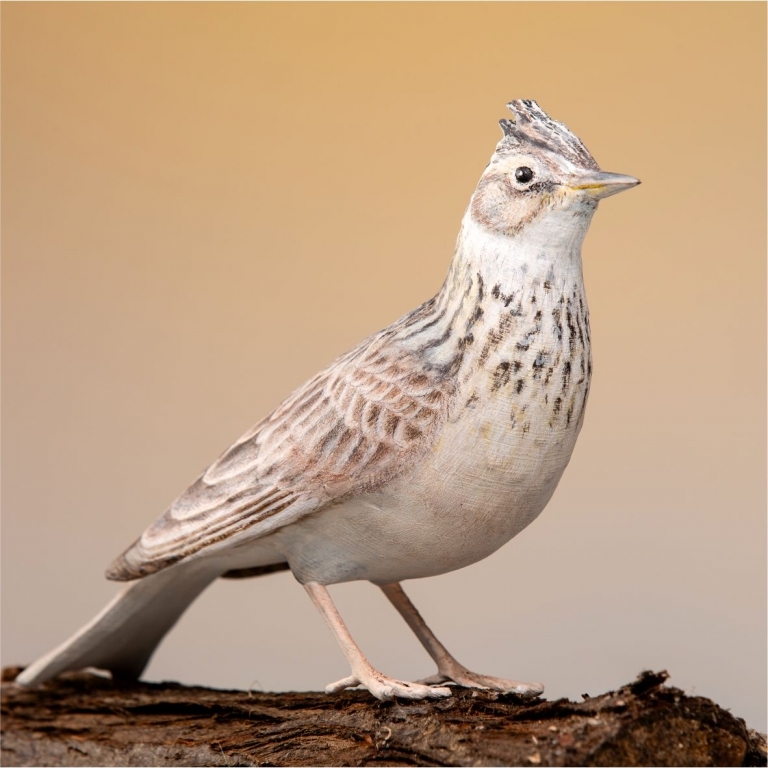 Alauda arvensis