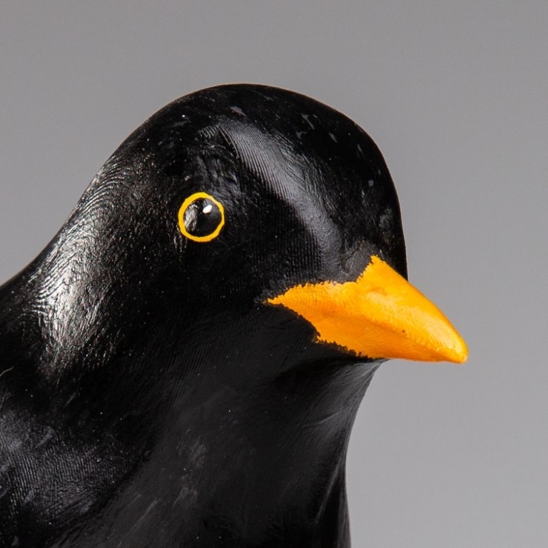 Turdus merula