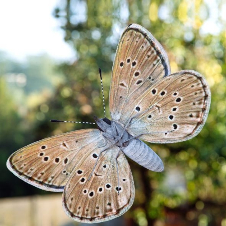 Phengaris alcon