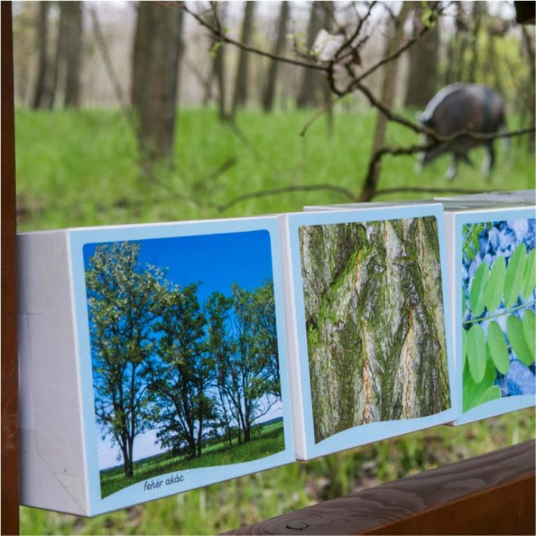 Panorámaforgató a környék fafajaival