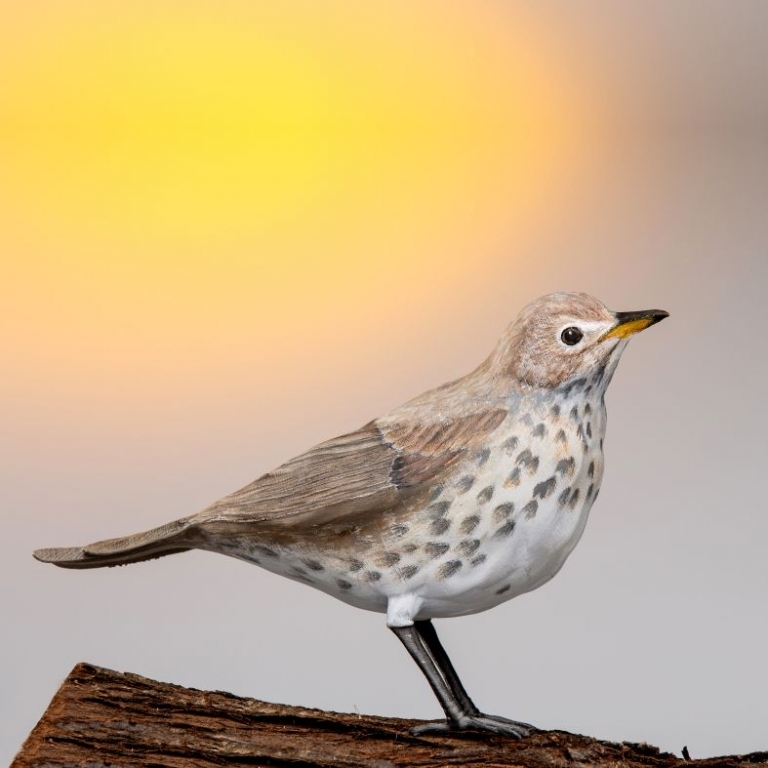Turdus philomelos