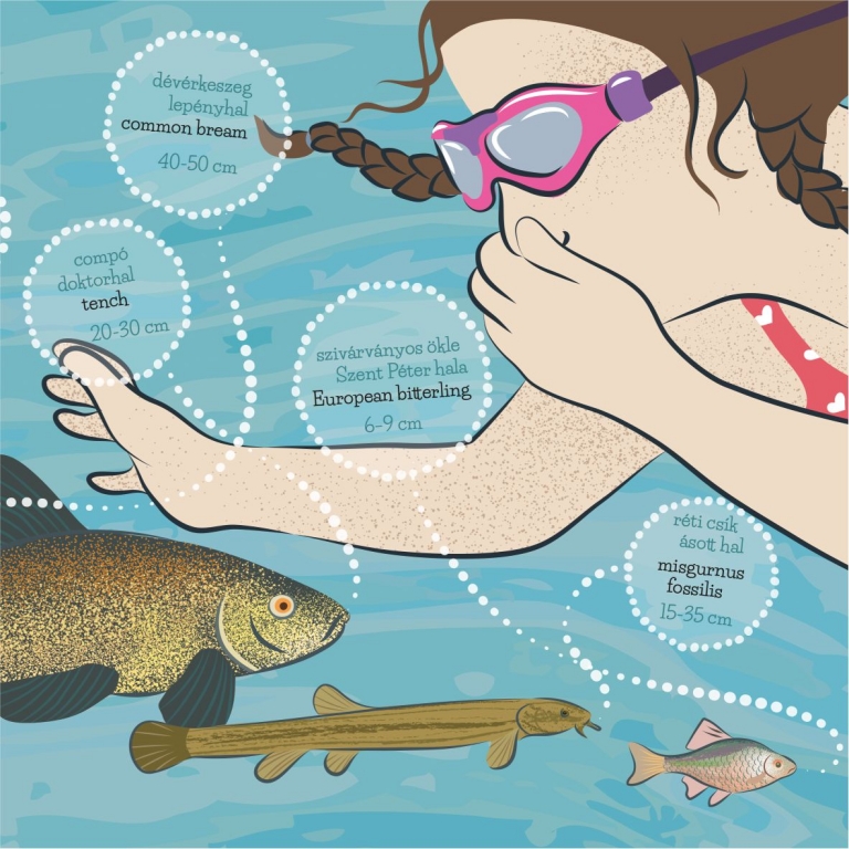 Board on fishes - Pannello sui pesci - 2