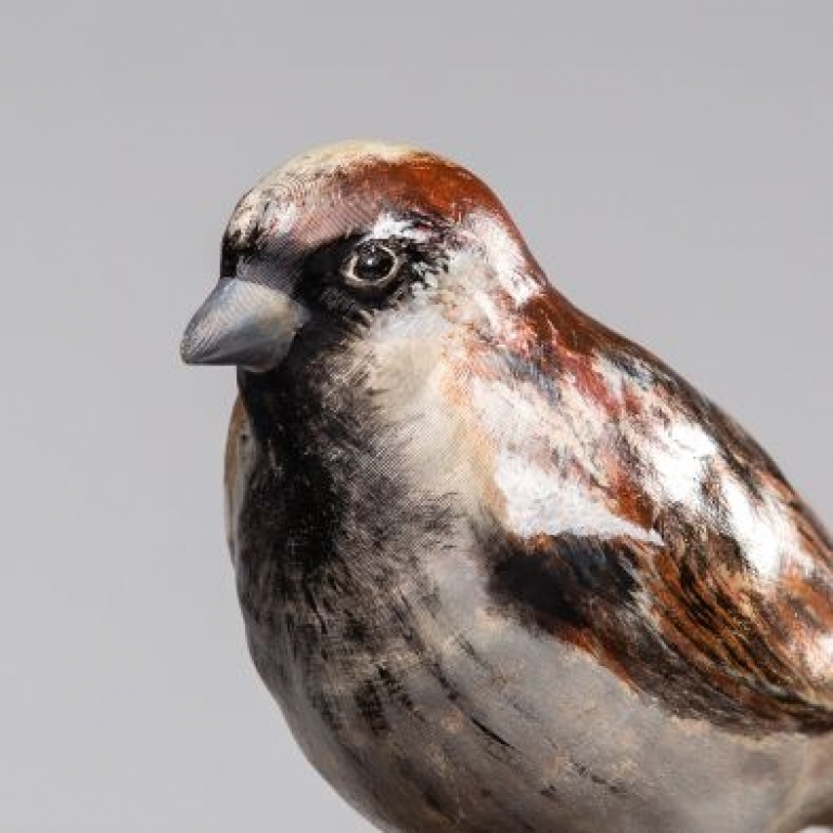Passer domesticus