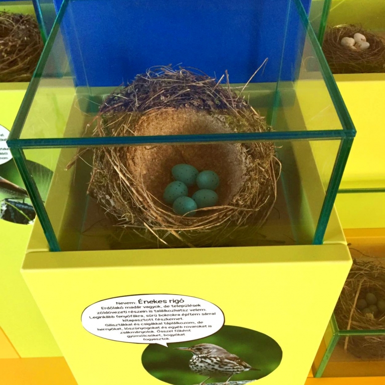 Model of bird nest - Modello di nesto